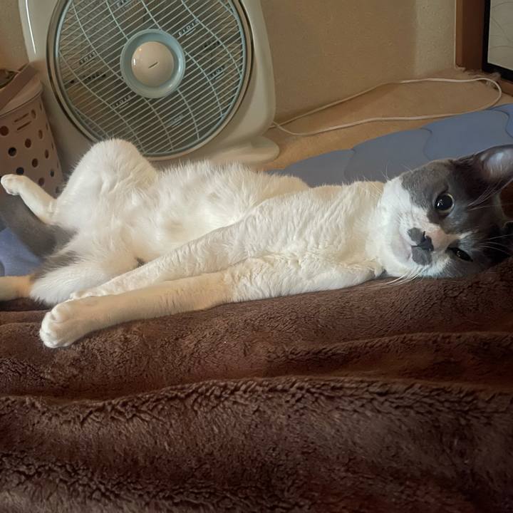 Cda53006 9d0b 4950 8053 49f4c225897a 1626471377581