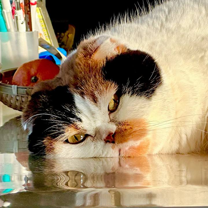 Cda90ced dd1c 46e3 a73b 3717a8784388 1704326785376