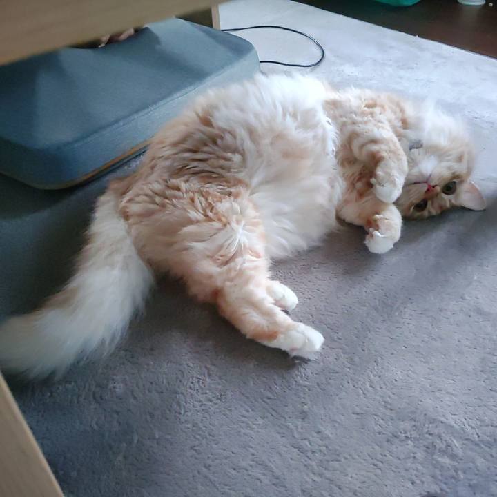 Cdaa0d1b 4b85 4e86 bb40 49f26494604d 1656029853638