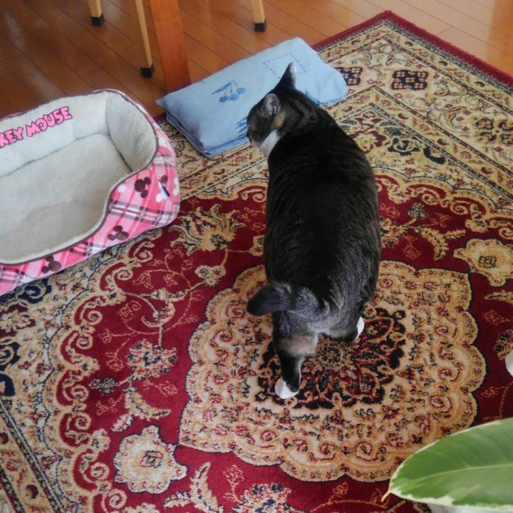 Cdae6dc5 cfdf 438e bda6 32e3ae7324bd 1516665373038