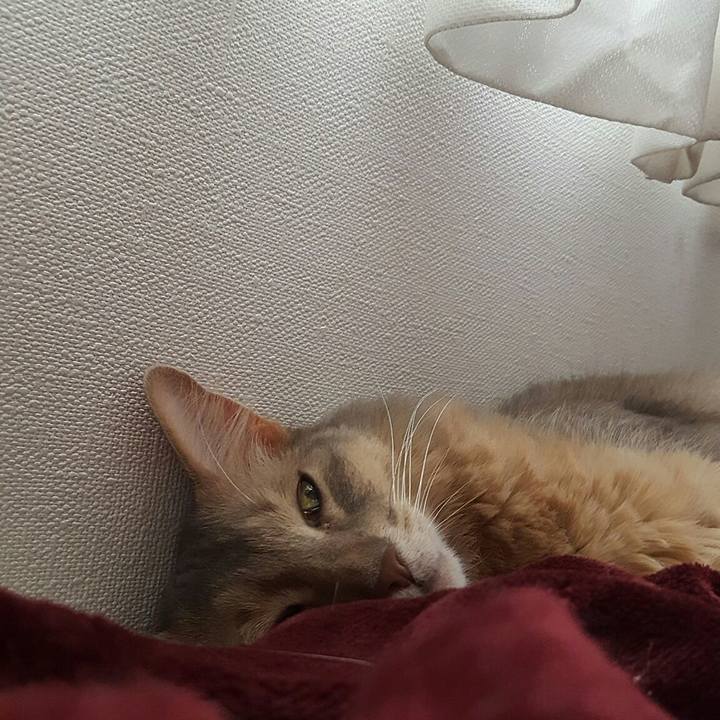 Cdb1c1a3 2241 4205 9a9e 6fbabd272f9f 1558258220718