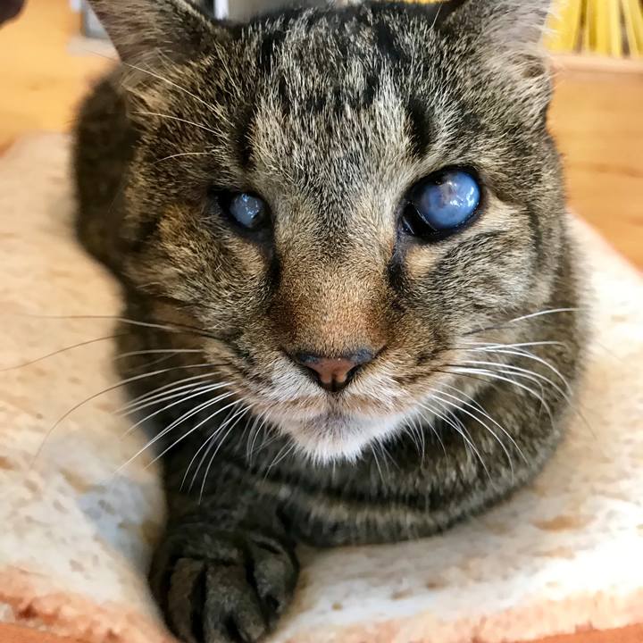 Cdb4a1f8 36ea 4793 b262 0f29fbf8cb08 1567831598391