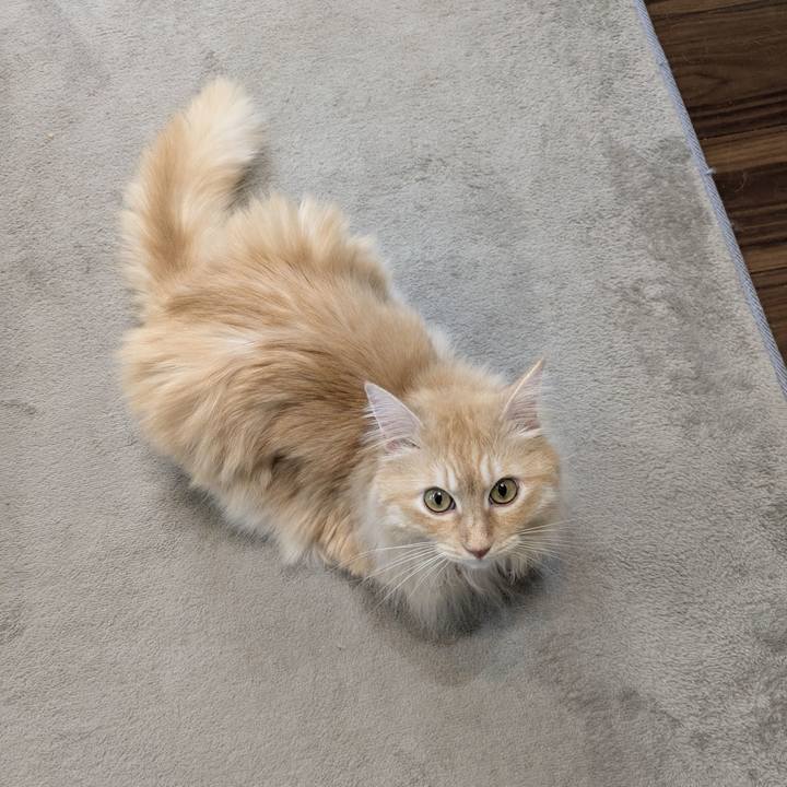 Cdb54517 6aa5 4fcd 96d0 46e39270ad83 1754726938640