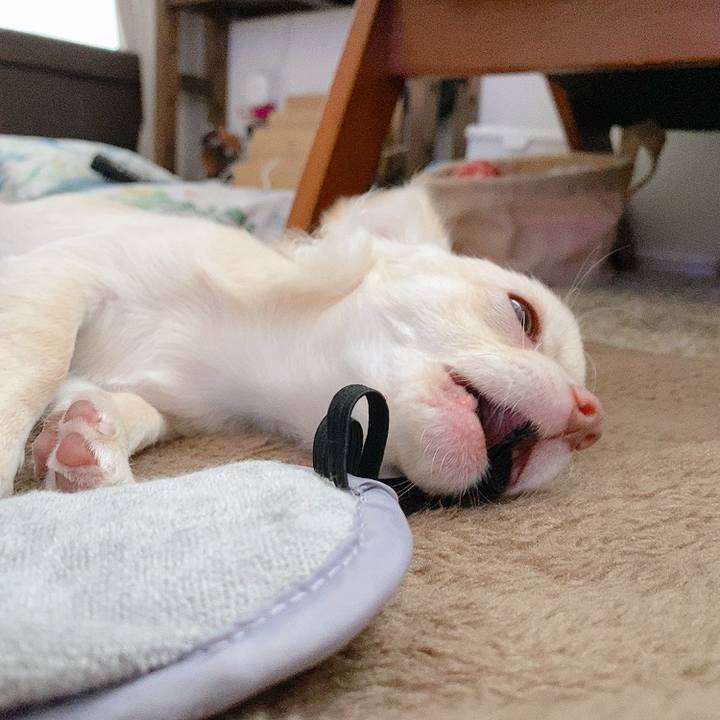 Cdb6dac8 1711 4d7d 8988 b1fa7b027143 1595989840120