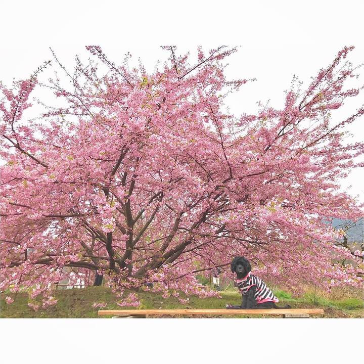 Cdba849c 55c6 4fad abc5 b69802df3096 1551575937212