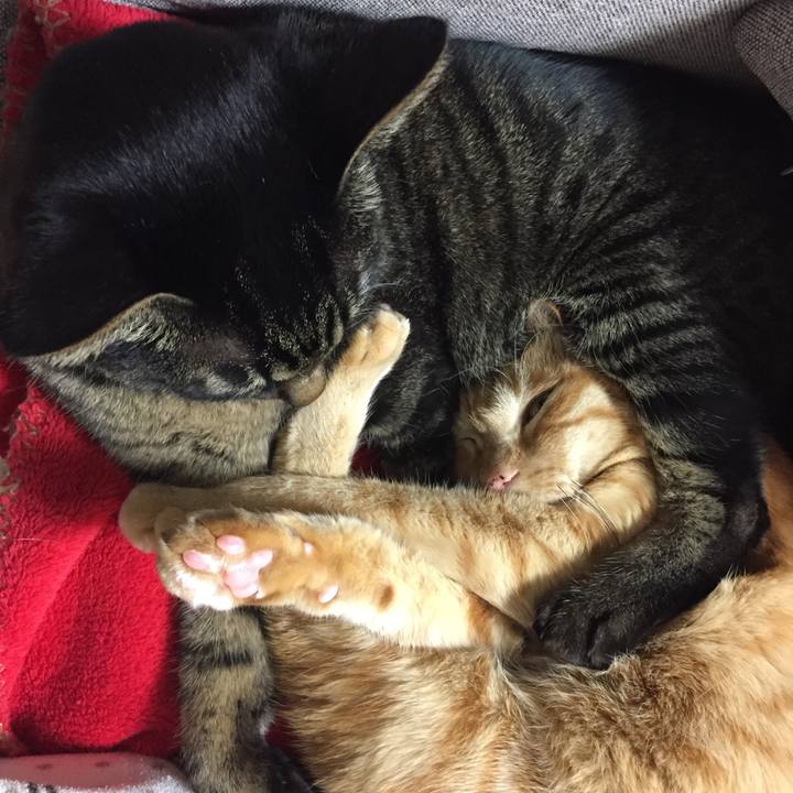 Cdbb5219 c647 4109 8110 94768079d1c1 1514108578900