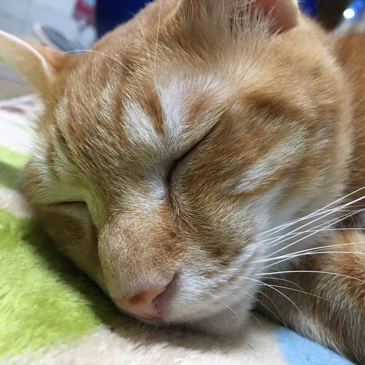 Cdc08726 6148 40d1 b24b d8d168bb888c 1511681830550