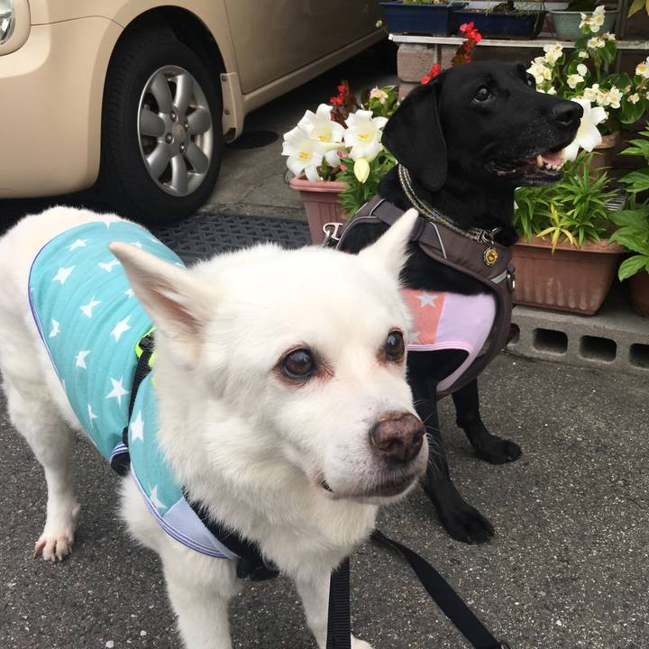 Cdc230f9 fcbf 445f a62c f3fa1f7e2921 1527544456598