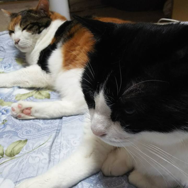 Cdc323ea 8da2 472c 9e0b 3a644ab51d16 1534642499993