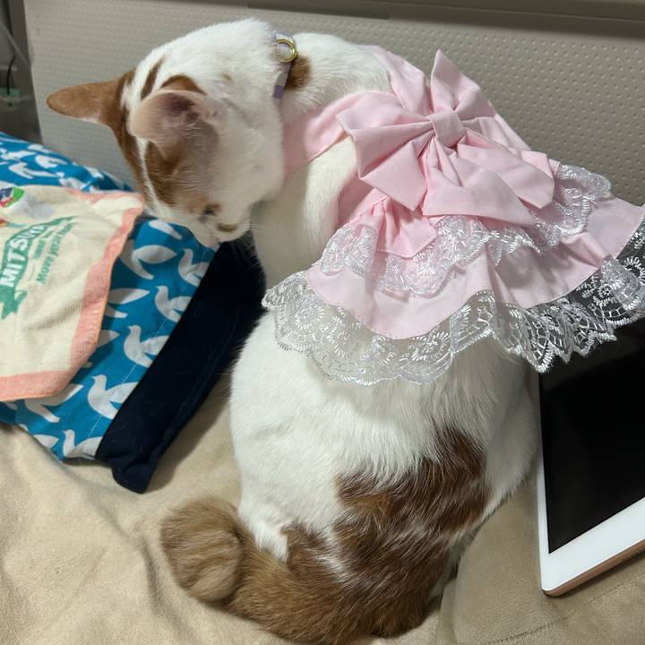 Cdc4fcf7 cf36 4971 a73b f67e7506f14a 1761828828678