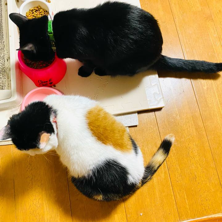 Cdc614e1 1318 497a 8d58 217ff4bb4a90 1686177171007