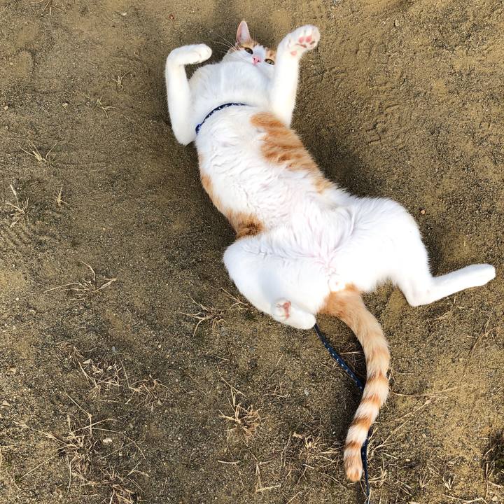 Cdc83447 5d3f 41a4 bdb5 b8b7a14f185c 1543409052700