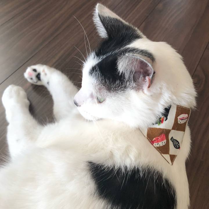 Cdc87ec0 3bbd 429a a741 e3dfe98dbdf8 1538809812561