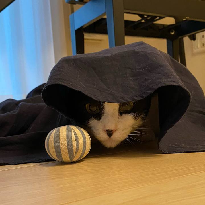 Cdcb85c9 cd7e 4ca2 bfc6 99afe503a5e0 1718962549430