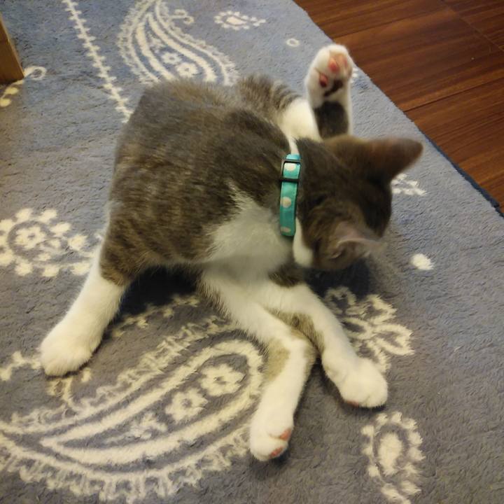 Cdcbf76a d355 4468 8701 3c3c37938a9b 1565918598198