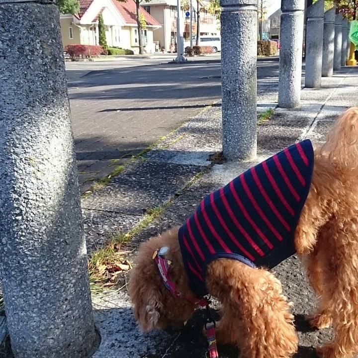 Cdccfb16 8a81 4b56 8d95 79b700ac2572 1508284060496