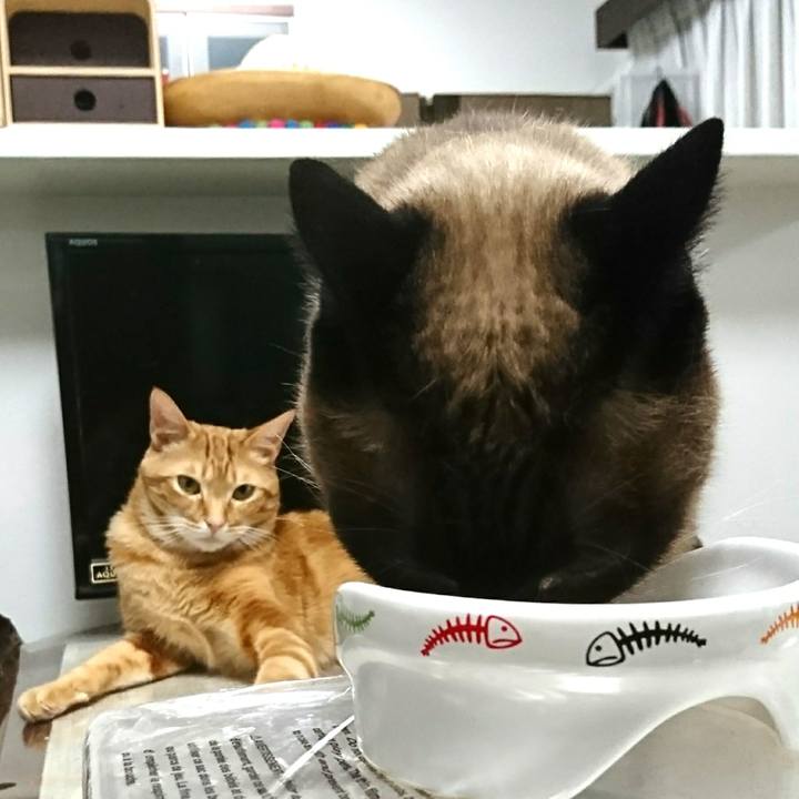 Cdcdeca2 a3c0 4a52 aef1 01b2bee2d3d4 1523146029089