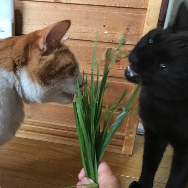 Cdd2b038 a758 4e21 8cc1 6231801a51be 1594425607771