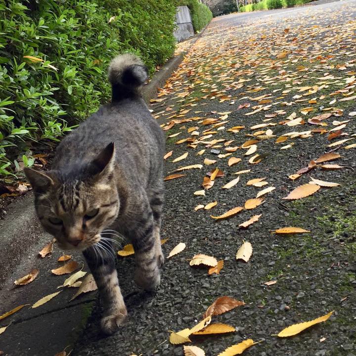 Cdd9caa1 abda 4871 bf52 c0e2cb206774 1511687402441