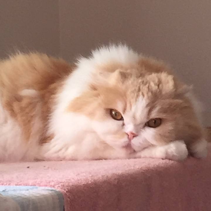 Cdde8b06 3bca 454d a2c3 4617a35d02b9 1590279309885