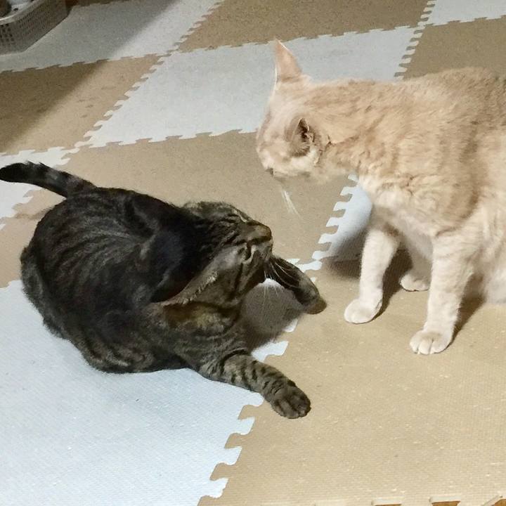 Cddf2fcd 23b4 4a0c 81ef 95134ee2274d 1508757797963