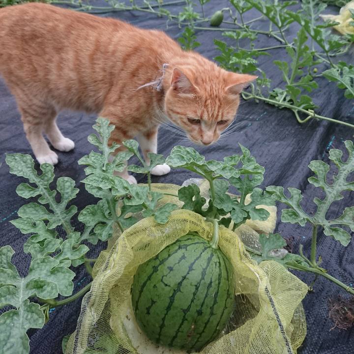 Cde8ac01 d6e4 4857 bc28 6fce912650da 1594114406723