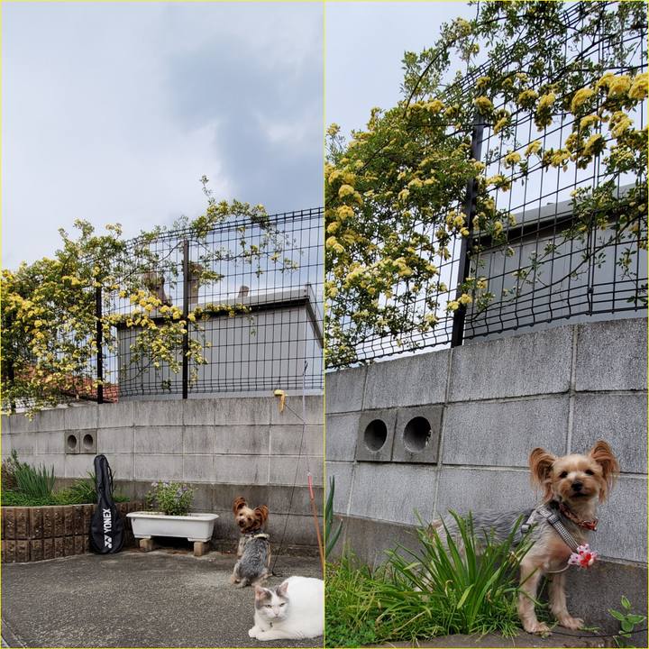 Cde9b3a3 4abd 4bd5 a571 7412cefc23c4 1587900680881