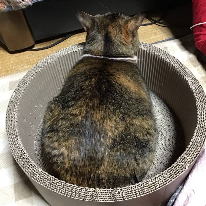 Cded3a0f 8adb 460c b174 a9c6fdc34481 1701087379686