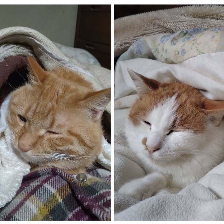 Cdedf528 3fd1 4298 baf6 455e2d46a281 1766216218883