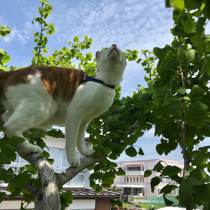 Cdef0d77 0538 4d21 b4a9 1c3e58d55f42 1525493617821