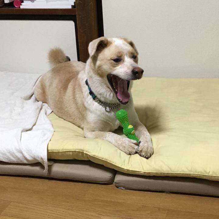 Cdf00188 c722 42f8 8b29 b654a8fbe1d9 1536745963517