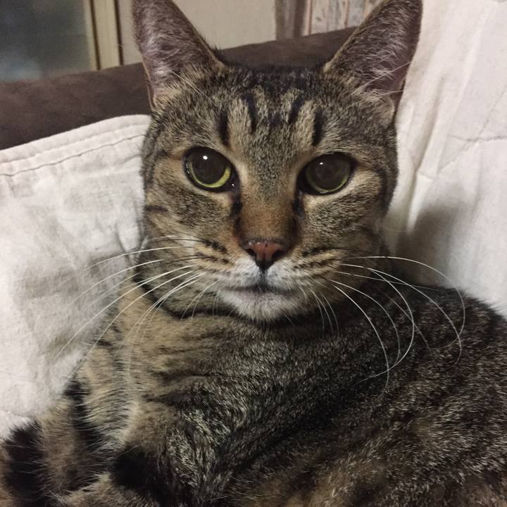 Cdf03a06 8877 4033 ae1f c5116a887c62 1533132075476