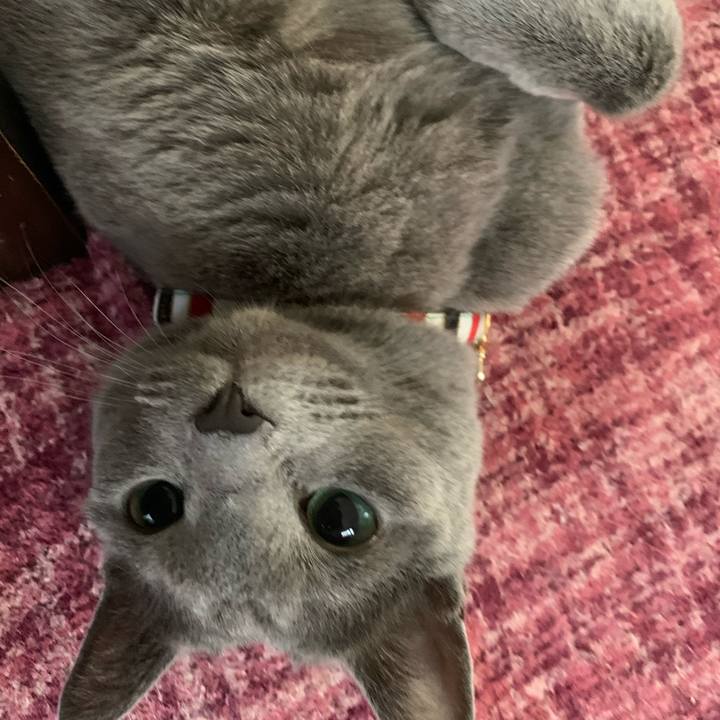 Cdf07447 2a43 40ac 8d31 05db88baae5c 1588372911079