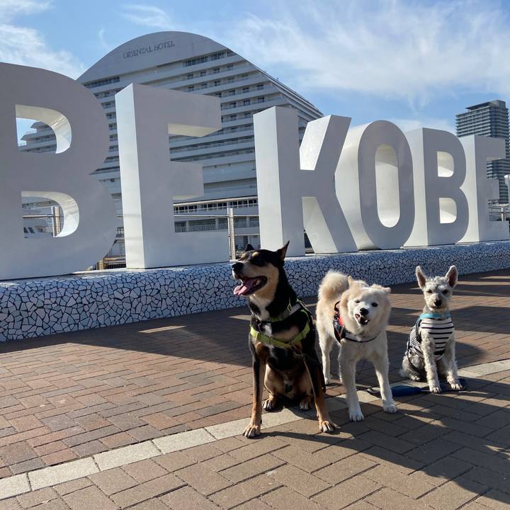 Cdf0c952 2ac1 45ea ab0a a750711434e4 1668828712369