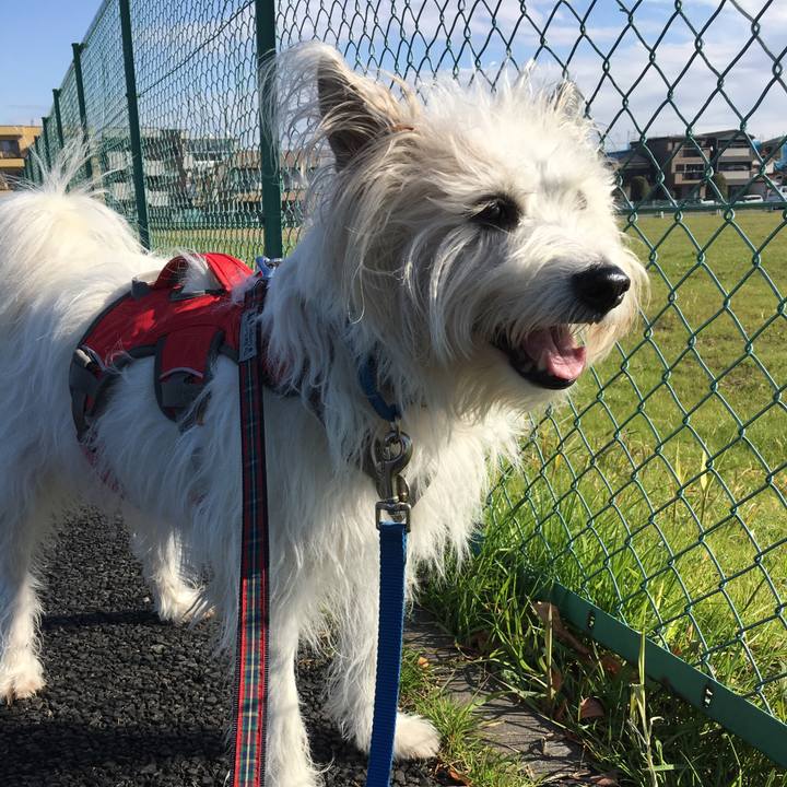 Cdf2447d beb4 4916 adcd 2cace6d5818a 1545024888706