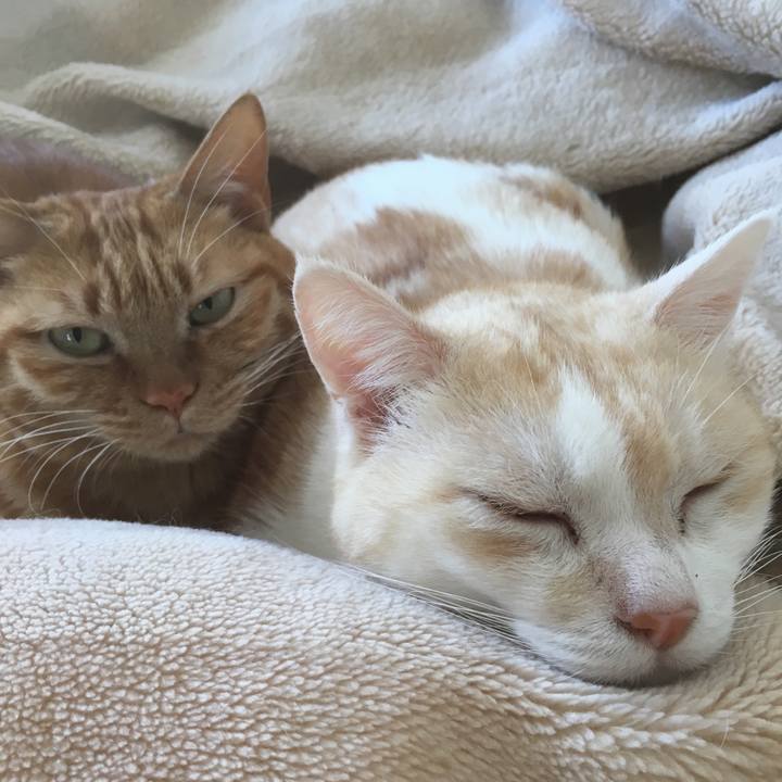 Cdf8b76e 36a4 44b5 925f 89496a7e4246 1517102876371