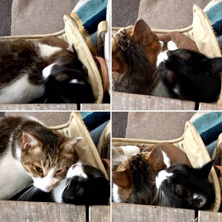 Ce016fad cee0 433a a025 7163d49a6830 1550228748210