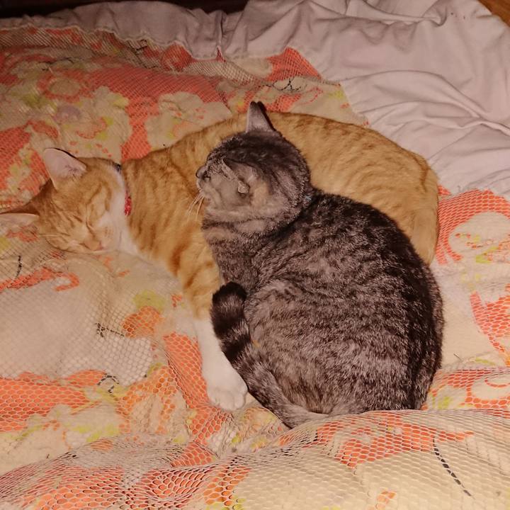 Ce032052 64ce 4896 9d9e e23b1b7bf481 1574174350662