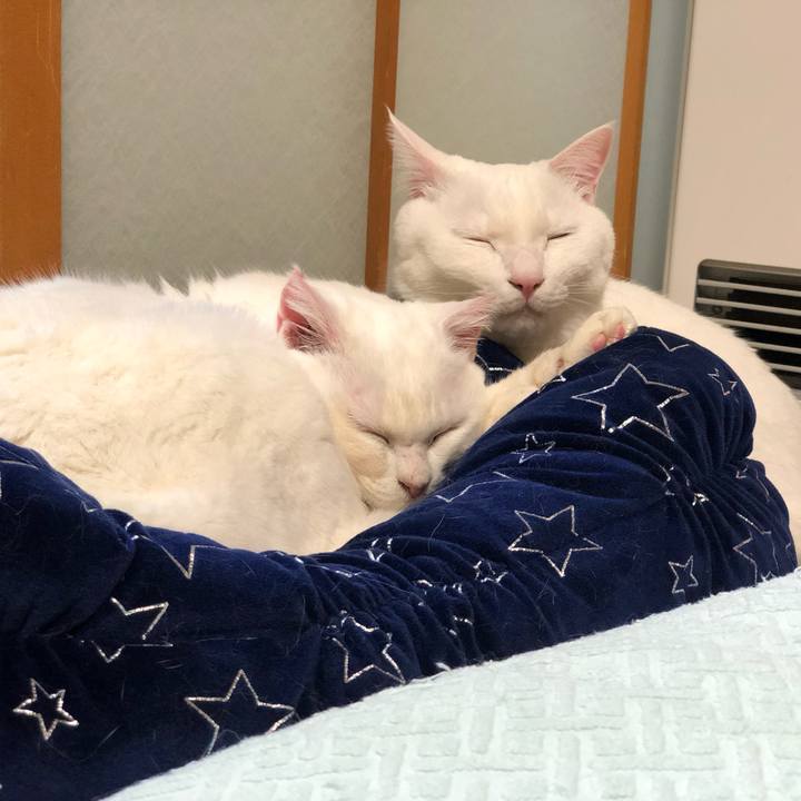 Ce040bb2 b06b 4c38 be14 40ac3f99a95f 1548256975608