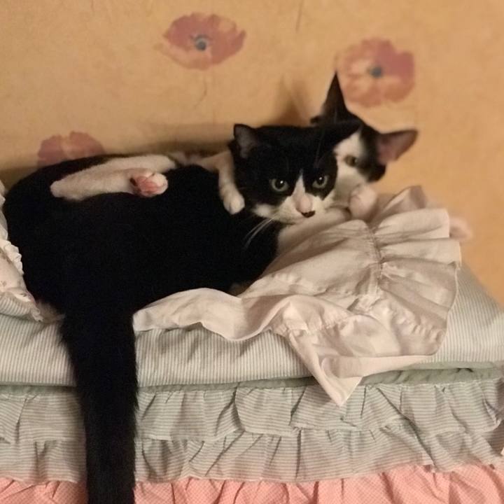 Ce042dc7 84c3 4192 967c d5818ac2a237 1532433525960