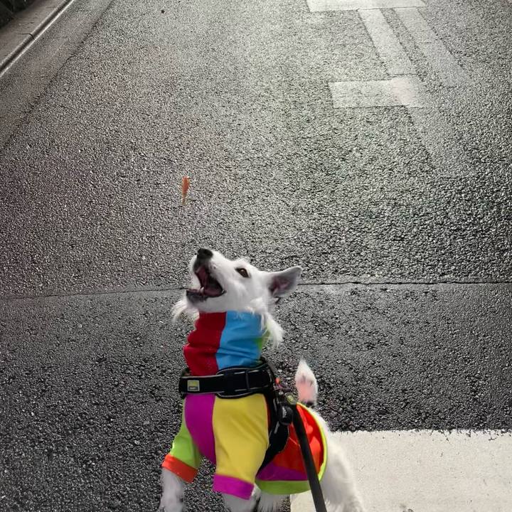 Ce0699a6 8eb4 4dc0 97ad 567648d87314 1742339470368