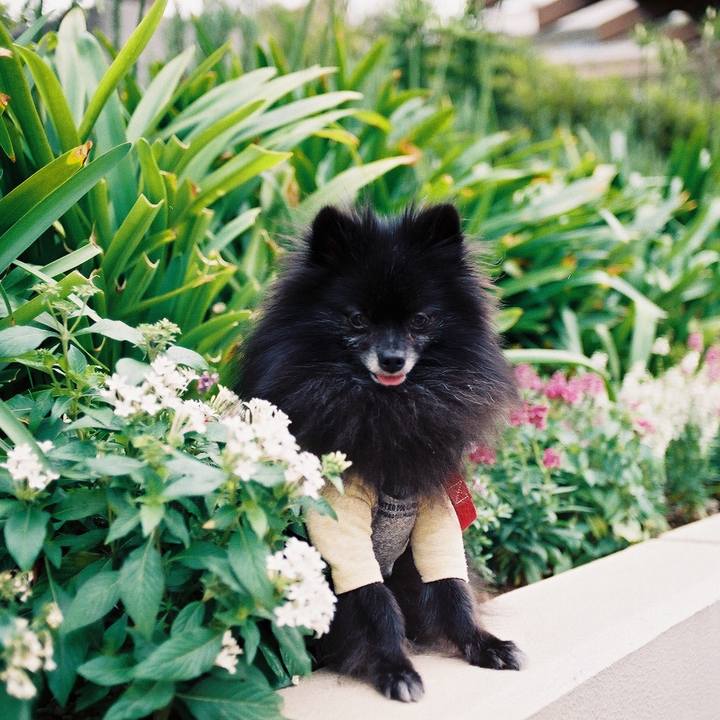 Ce06dce2 dd99 475b b13a d2f9f3c1f4e1 1535592491555