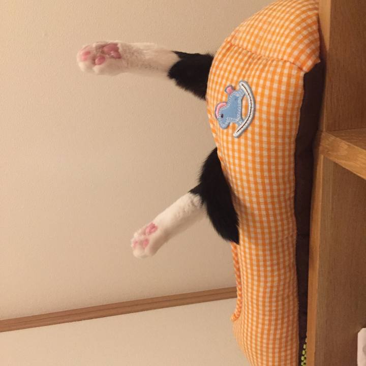 Ce0863dd b89a 4aaf 8b3f 1b01c1b896b3 1538753655017