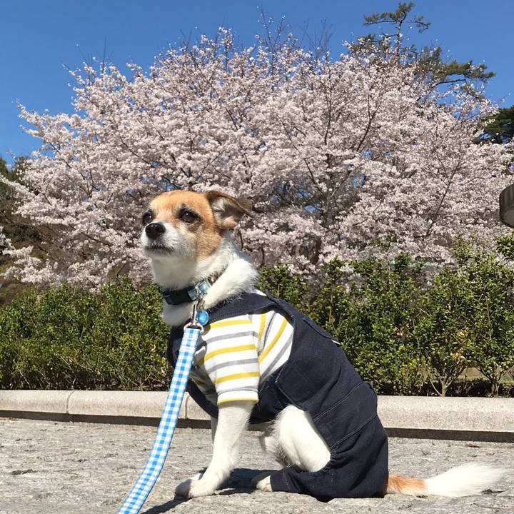 Ce0a0f8b 042a 4010 a5fd 403ba1b43456 1554103940489