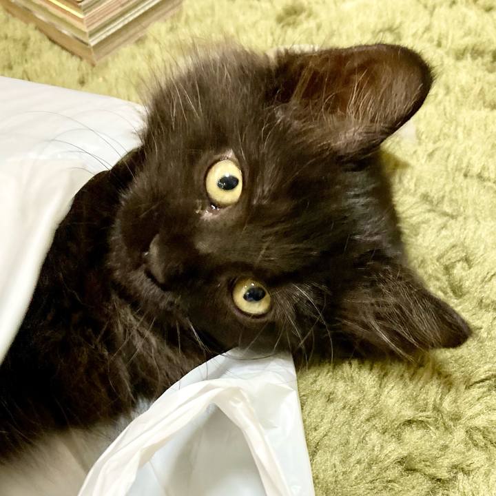 Ce0b26a1 9f7e 482f b42a 1f0a0ef0f186 1699881503219