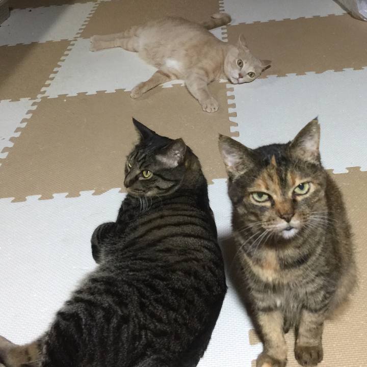 Ce0c7a4f d305 4d38 a185 6a20ab968e10 1541161187374