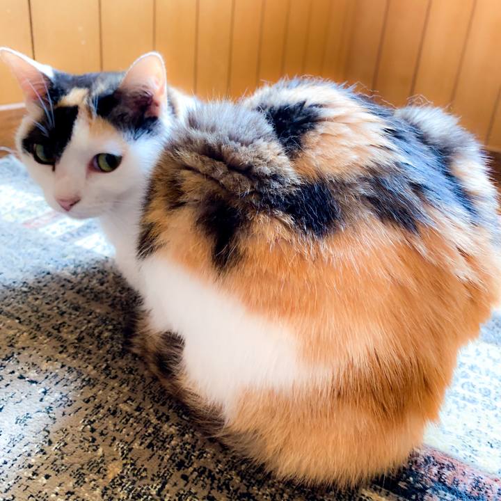 Ce0cce15 b636 4950 bfd9 548f7ffb8699 1563156428680