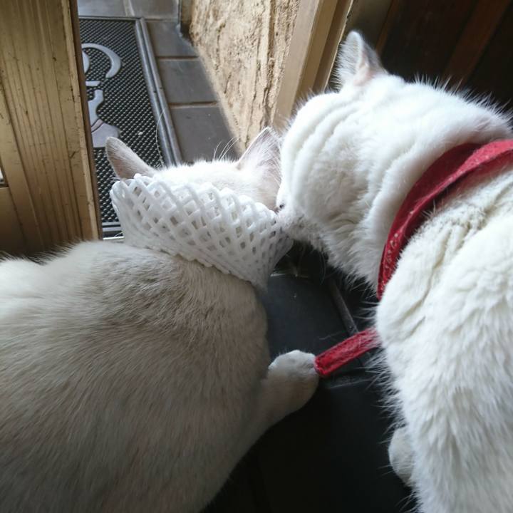 Ce0ed851 631c 40a2 a6b3 af4d156b43d8 1531626010994