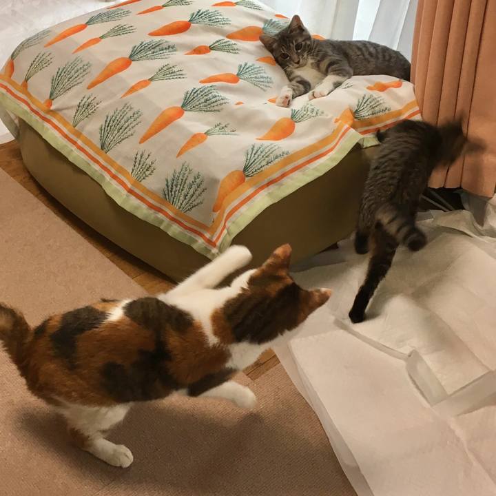 Ce0fbc50 4991 4189 93ae 0c1353f690d0 1534509083476