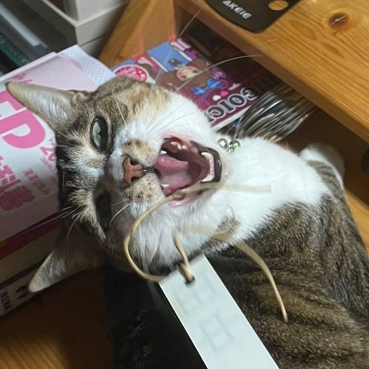 Ce11b827 4844 4e8b bb49 c9e41efc2600 1646664558696